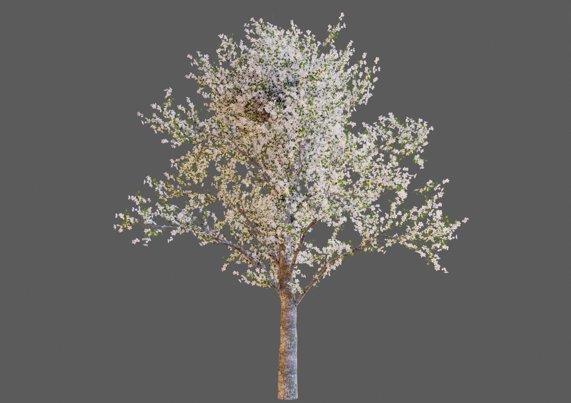 Tree asset image